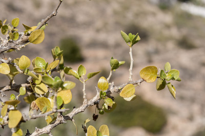 Withania frutescens
