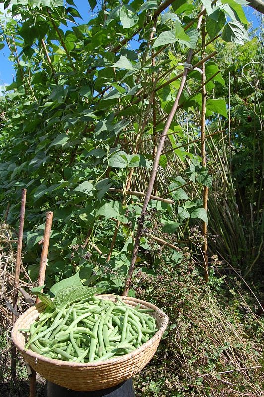 在红花菜豆的前面放着一碗青豆。