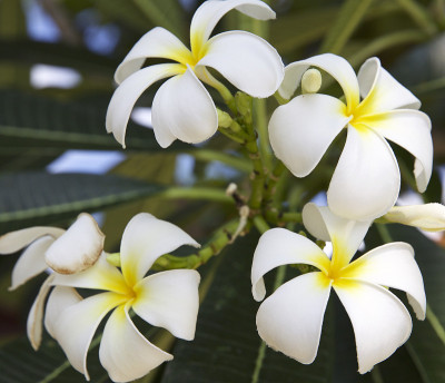热带白色开花花