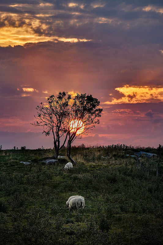 挪威，维格拉，树后的夕阳，羊群在吃草