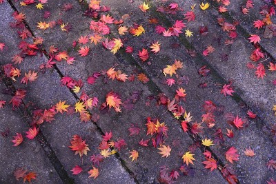在日本旅行