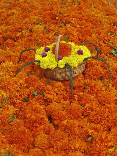 橙色万寿菊鲜花
