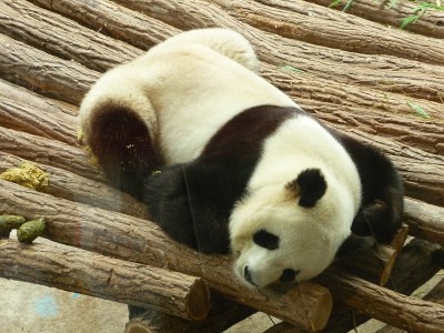 熊猫从Beauval