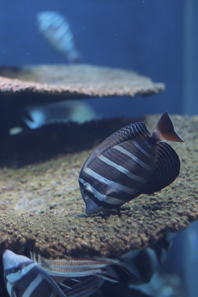 美丽的Sailfin唐。盐水水族馆鱼类