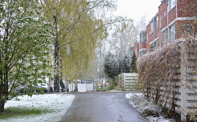 郊外春日的雪花