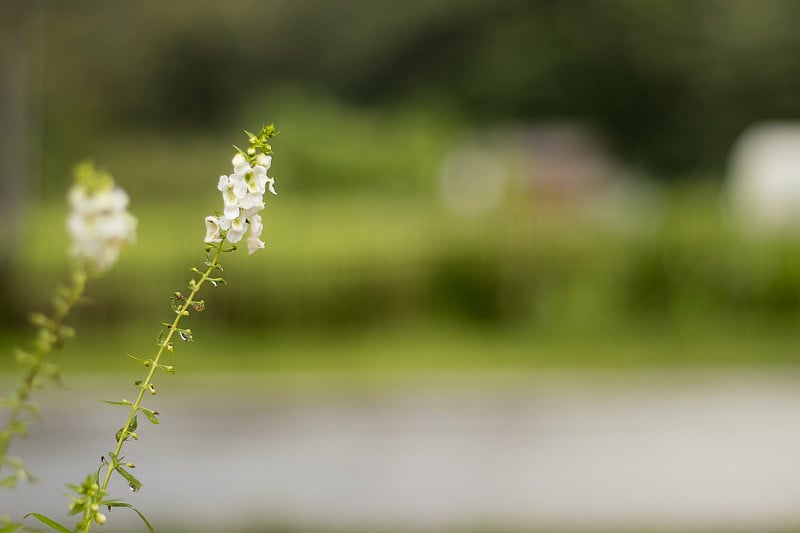 近白花和滴在前面模糊的背景，抽象的纹理