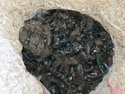 Pile of mussels harvesting
