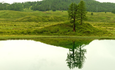 雨湖树