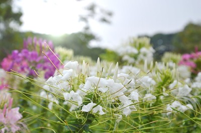 热带蜘蛛花植物