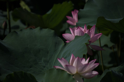 莲花