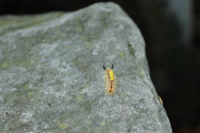 “生锈的Tussock Moth”毛虫- Orgyia Antiqua