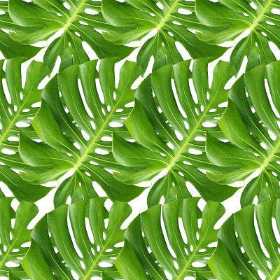 无缝图案绿色瑞士植物，自然插图