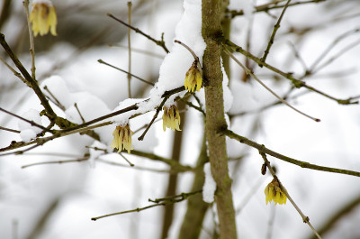 Chimonanthus praecox