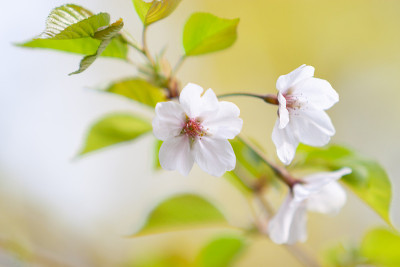樱花