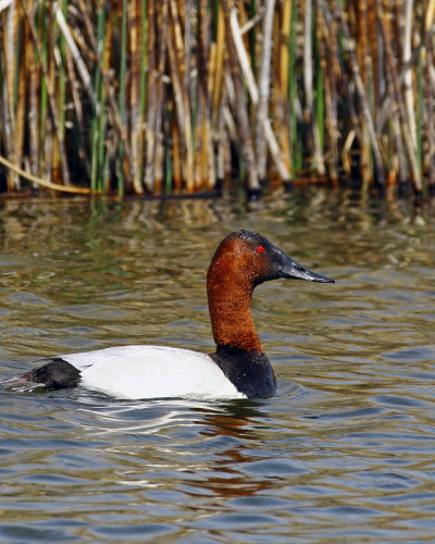 Canvasback Drake垂直格式
