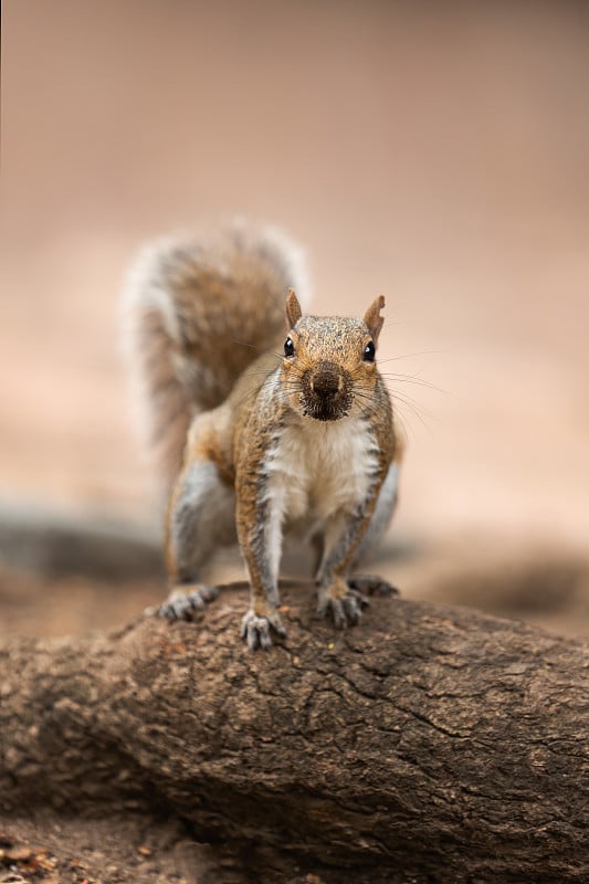 开普敦公司花园中的灰松鼠(Sciurus carolinensis)