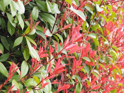 红叶石楠的红芽