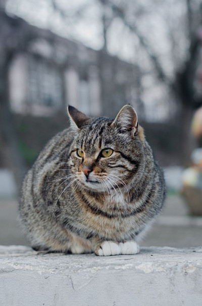 街猫。院子里，一只被遗弃的斑点猫。受过严格训练的宠物。
