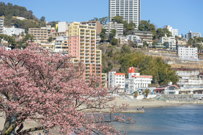 热海市太阳海滩热海市樱花