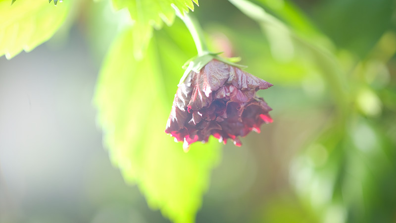 特写美丽的红色木槿花在自然背景上。绿叶的红月季花。