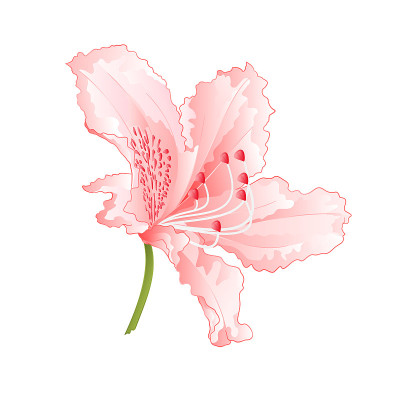 淡粉色花杜鹃花山地灌木复古矢量插图编辑