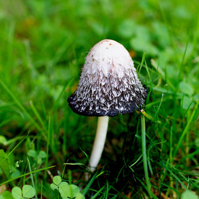 黑白不可食用蘑菇