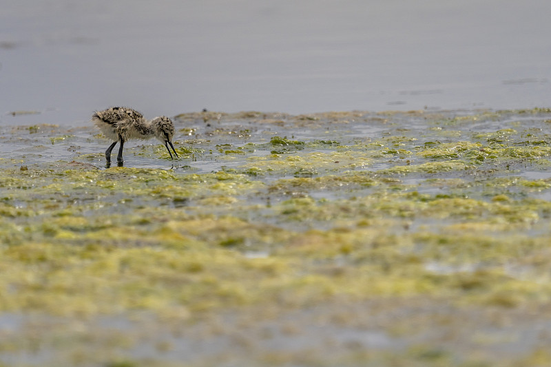 巴伦西亚自然公园Albufera“Estany del Pujol”中的黑翅高跷鸡。