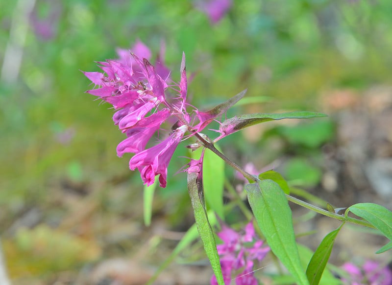 牛麦花(Melampyrum setaceum