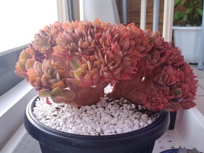 韩国多肉植物，叫红粉冠。玫瑰密切起来。