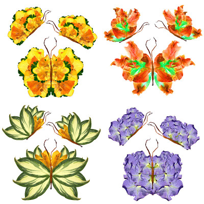 由百合花瓣、叶子和花朵制成的花蝴蝶