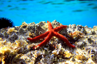 地中海红海星
