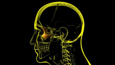 人体骨骼头骨颧骨解剖学的医学概念