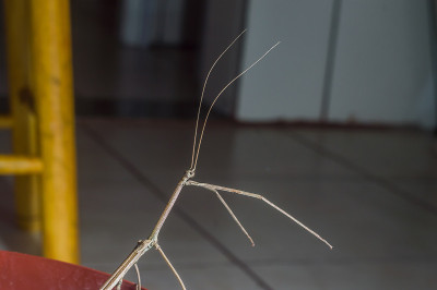 雄竹节虫在花盆里