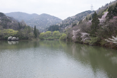seryangje,樱花