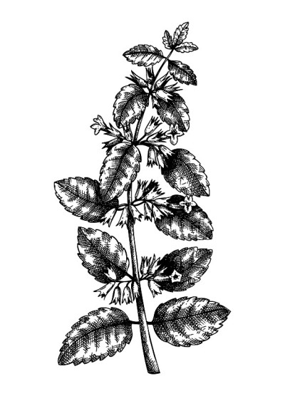 向量柠檬香膏插图