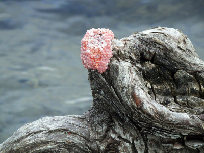 苹果蜗牛蛋(Pomacea paludosa)