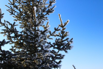 被霜雪覆盖的年轻针叶树