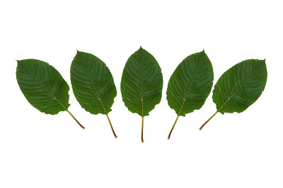 三叶草(kratom)， kratom是泰国草药，鼓励健康。在白色背景上隔离