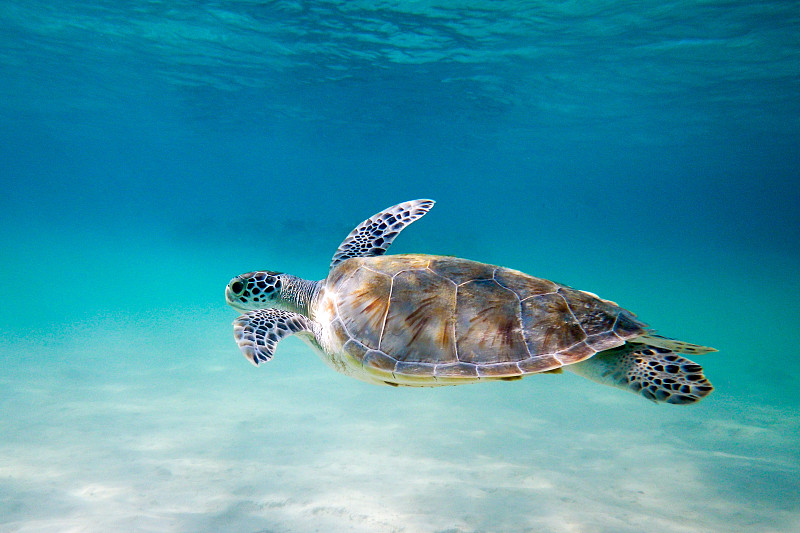 海龟在泻湖中游泳