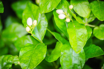 绿色花园背景中的一簇含苞待放的茉莉花。美丽的阿拉伯茉莉花(茉莉花sambac)芽花在树上。