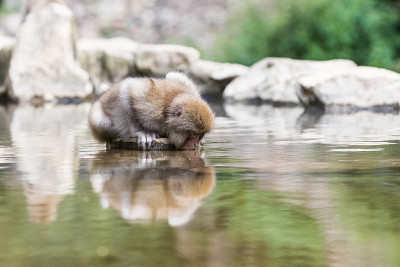 野生猴子