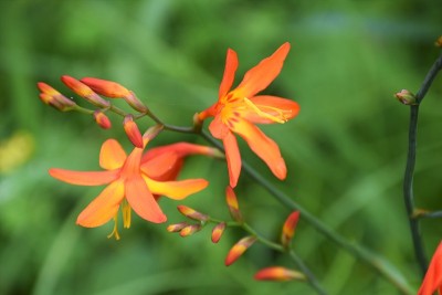 Crocosmia