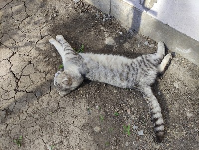 垂耳的灰猫躺在地上