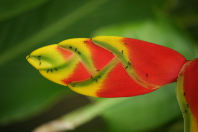 红色的花