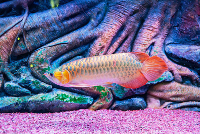 印度尼西亚红血龙鱼在近距离观察水族馆