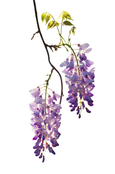紫藤花孤立在白色