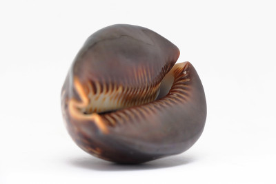 黑玛瑙贝壳