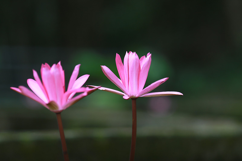 丽人水礼花