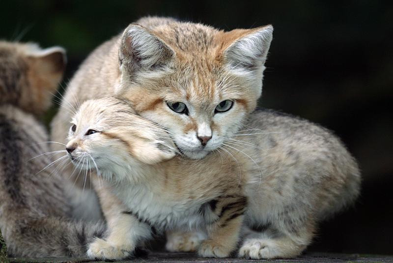 Sand Cat, felis margarita, Mother with Cub standin