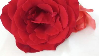 黑玫瑰花特写。